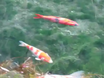 磯山弁財天の動物