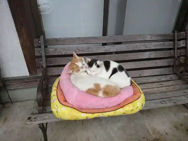 御誕生寺(猫寺)の動物