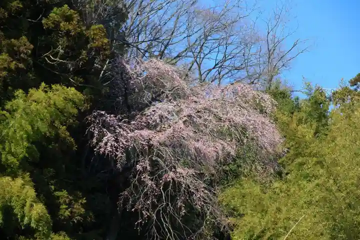大六天麻王神社の自然