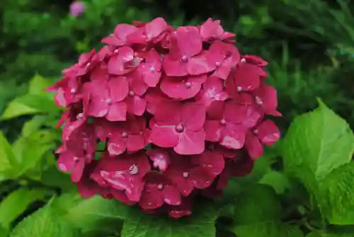 二本松寺(茨城県)