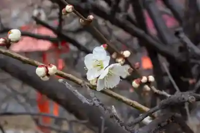 朝日森天満宮(栃木県)