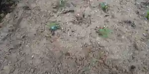 大鏑神社の自然(2020年05月23日(土) 21時28分26秒投稿)