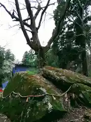 丹内山神社の自然