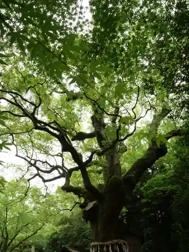 熱田神宮の自然