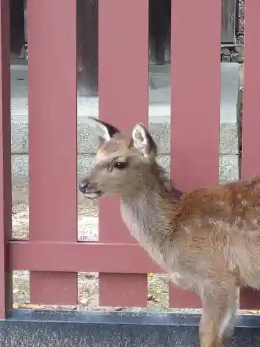 厳島神社の動物