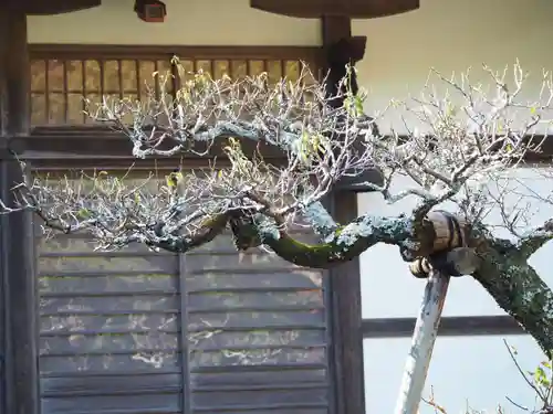 長壽寺（長寿寺）の自然