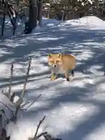 留辺蘂神社の動物