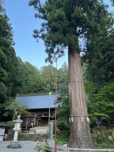 河口浅間神社の本殿