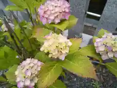 總社 和田八幡宮の自然