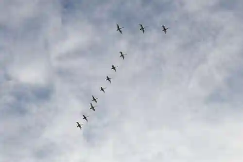 豊景神社の動物