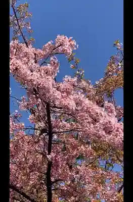 桜神宮の{uncategorized: "未分類", other: "その他", undefined: "問題あり", building: "その他建物", grave: "お墓", sacred_gate: "鳥居", guardian: "狛犬", statue: "像", buddha: "仏像", history: "歴史", nature: "自然", garden: "庭園", animal: "動物", pagoda: "塔", temizu: "手水舎", mountain_gate: "山門・神門", sanctuary: "本殿・本堂", subordinate: "末社・摂社", art: "芸術", scenery: "景色", jizo: "地蔵", ema: "絵馬", goshuin: "御朱印", omikuji: "おみくじ", items: "授与品その他", amulet: "お守り", goshuincho: "御朱印帳", eats: "食事", festival: "お祭り", votive_dance: "神楽", shichigosan: "七五三参", wedding: "結婚式", experience: "体験その他", initially: "初詣", around: "周辺", anti_infection: "感染症対策"}