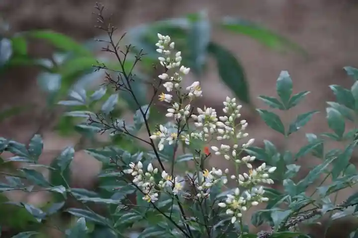 阿久津「田村神社」(郡山市阿久津町)旧社名:伊豆箱根三嶋三社の自然