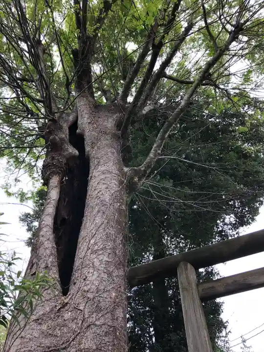 所澤神明社の自然