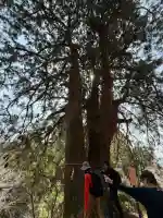大山阿夫利神社本社の{uncategorized: "未分類", other: "その他", undefined: "問題あり", building: "その他建物", grave: "お墓", sacred_gate: "鳥居", guardian: "狛犬", statue: "像", buddha: "仏像", history: "歴史", nature: "自然", garden: "庭園", animal: "動物", pagoda: "塔", temizu: "手水舎", mountain_gate: "山門・神門", sanctuary: "本殿・本堂", subordinate: "末社・摂社", art: "芸術", scenery: "景色", jizo: "地蔵", ema: "絵馬", goshuin: "御朱印", omikuji: "おみくじ", items: "授与品その他", amulet: "お守り", goshuincho: "御朱印帳", eats: "食事", festival: "お祭り", votive_dance: "神楽", shichigosan: "七五三参", wedding: "結婚式", experience: "体験その他", initially: "初詣", around: "周辺", anti_infection: "感染症対策"}