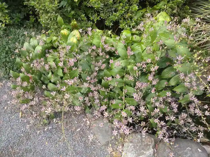 阿佐ヶ谷神明宮の自然