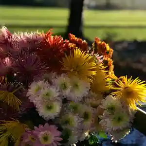 高司神社〜むすびの神の鎮まる社〜の手水舎(2020年11月10日(火) 15時11分02秒投稿)