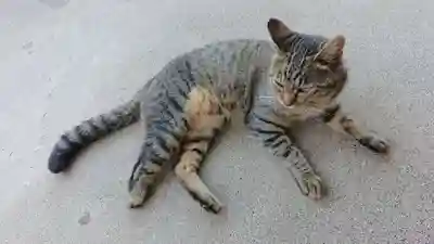 蓮華寺(静岡県)