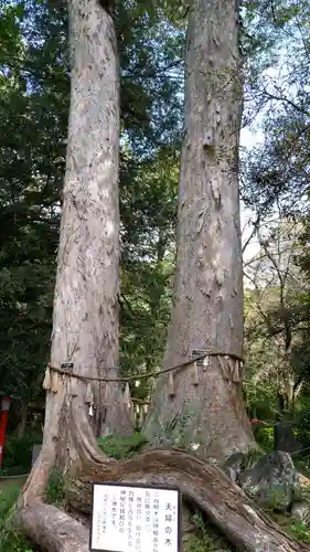 妻沼聖天山歓喜院の自然