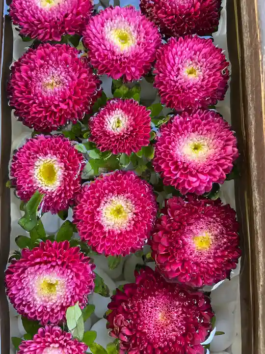 根岸八幡神社(神奈川県)