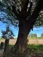 大杉神社(千葉県)