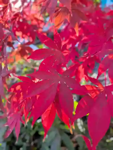 阿佐ヶ谷神明宮(東京都)