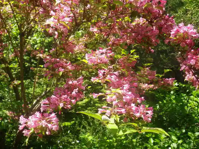 安國論寺(安国論寺)の自然