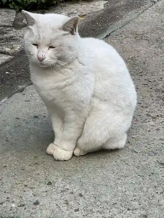今戸神社の動物