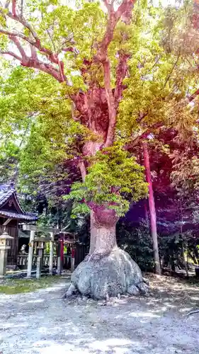 入見神社の自然