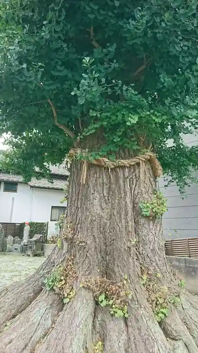 虚空蔵菩薩堂の自然