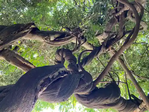 豊藤稲荷神社の自然