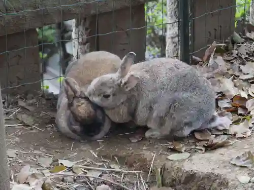 太子堂八幡神社の動物