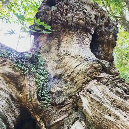 來宮神社の自然