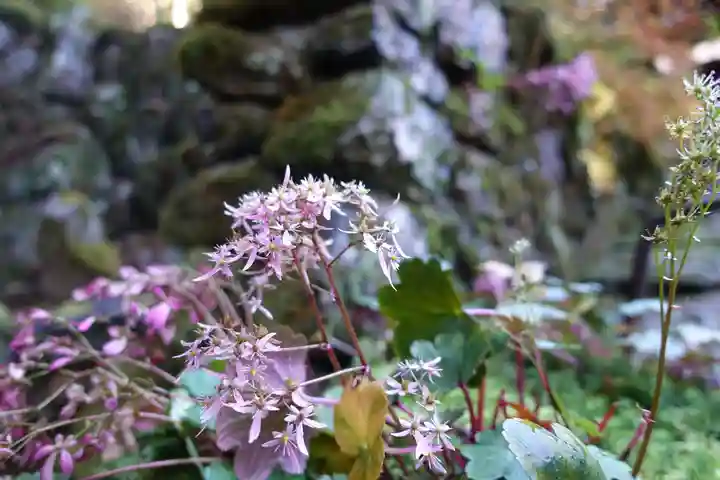 古知谷阿弥陀寺の自然