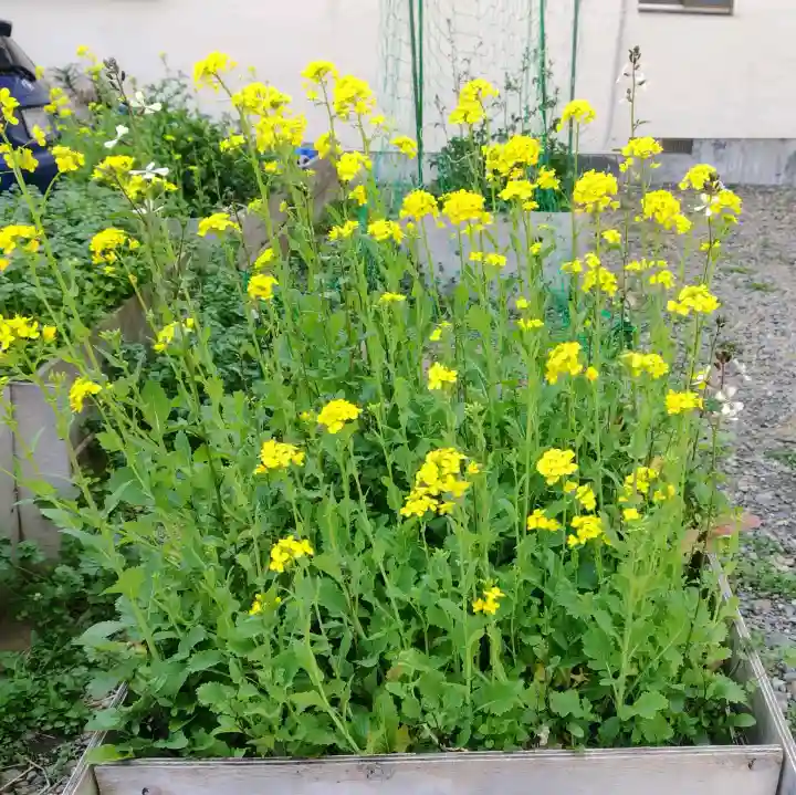 秋葉神社の{uncategorized: "未分類", other: "その他", undefined: "問題あり", building: "その他建物", grave: "お墓", sacred_gate: "鳥居", guardian: "狛犬", statue: "像", buddha: "仏像", history: "歴史", nature: "自然", garden: "庭園", animal: "動物", pagoda: "塔", temizu: "手水舎", mountain_gate: "山門・神門", sanctuary: "本殿・本堂", subordinate: "末社・摂社", art: "芸術", scenery: "景色", jizo: "地蔵", ema: "絵馬", goshuin: "御朱印", omikuji: "おみくじ", items: "授与品その他", amulet: "お守り", goshuincho: "御朱印帳", eats: "食事", festival: "お祭り", votive_dance: "神楽", shichigosan: "七五三参", wedding: "結婚式", experience: "体験その他", initially: "初詣", around: "周辺", anti_infection: "感染症対策"}