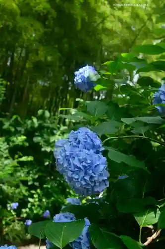 明月院(神奈川県)