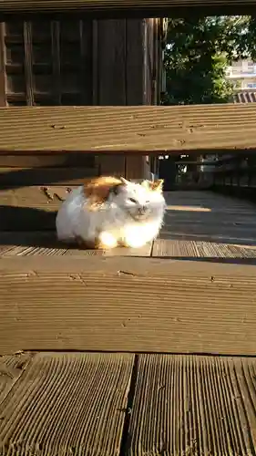 阿邪訶根神社の動物