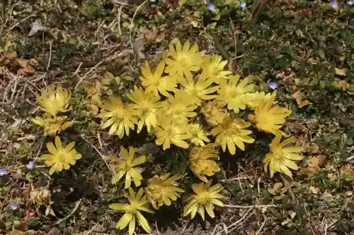 長屋神社の自然