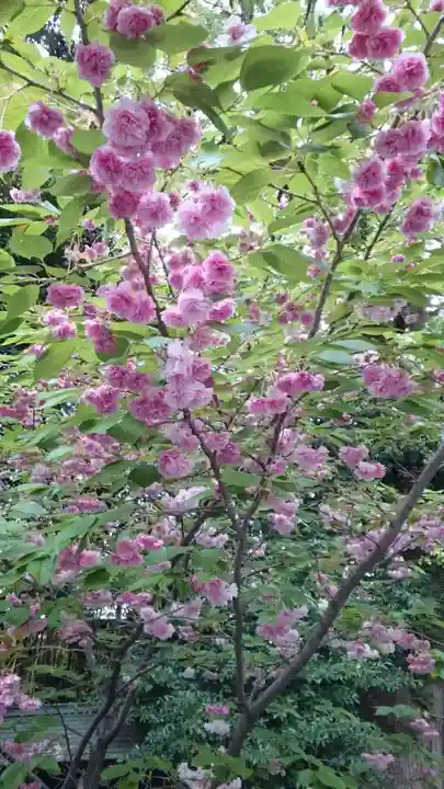 阿佐ヶ谷神明宮(東京都)
