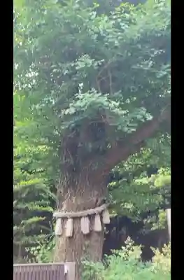 東郷神社の{uncategorized: "未分類", other: "その他", undefined: "問題あり", building: "その他建物", grave: "お墓", sacred_gate: "鳥居", guardian: "狛犬", statue: "像", buddha: "仏像", history: "歴史", nature: "自然", garden: "庭園", animal: "動物", pagoda: "塔", temizu: "手水舎", mountain_gate: "山門・神門", sanctuary: "本殿・本堂", subordinate: "末社・摂社", art: "芸術", scenery: "景色", jizo: "地蔵", ema: "絵馬", goshuin: "御朱印", omikuji: "おみくじ", items: "授与品その他", amulet: "お守り", goshuincho: "御朱印帳", eats: "食事", festival: "お祭り", votive_dance: "神楽", shichigosan: "七五三参", wedding: "結婚式", experience: "体験その他", initially: "初詣", around: "周辺", anti_infection: "感染症対策"}