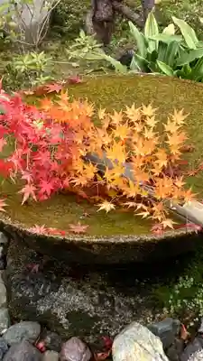 圓光寺(京都府)