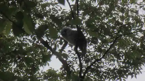 野木神社の動物