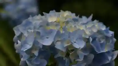 三室戸寺(京都府)