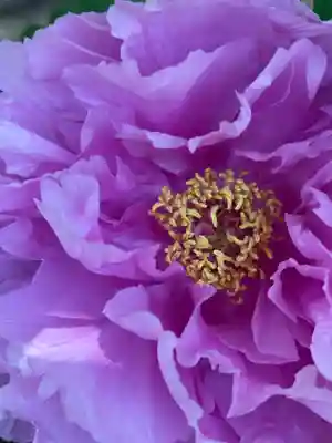 薬師院(兵庫県)