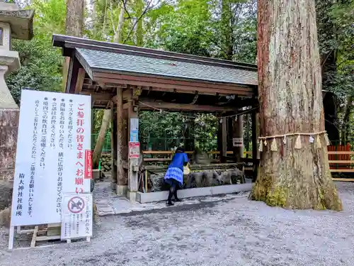 椿大神社の手水舎