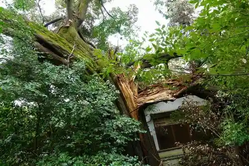 向日神社の自然