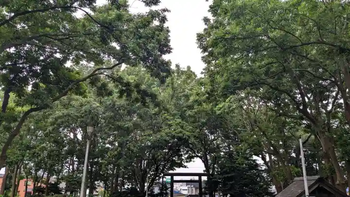 羽幌神社の自然