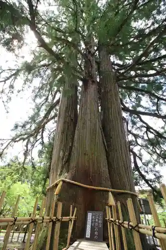 戸隠神社中社(長野県)