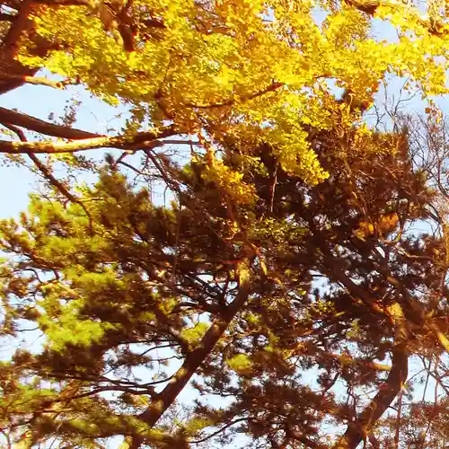 亀岡八幡宮（亀岡八幡神社）の自然