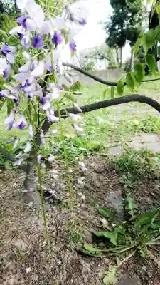 神明社（国府宮神明社）の自然