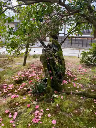 霊鑑寺門跡の自然
